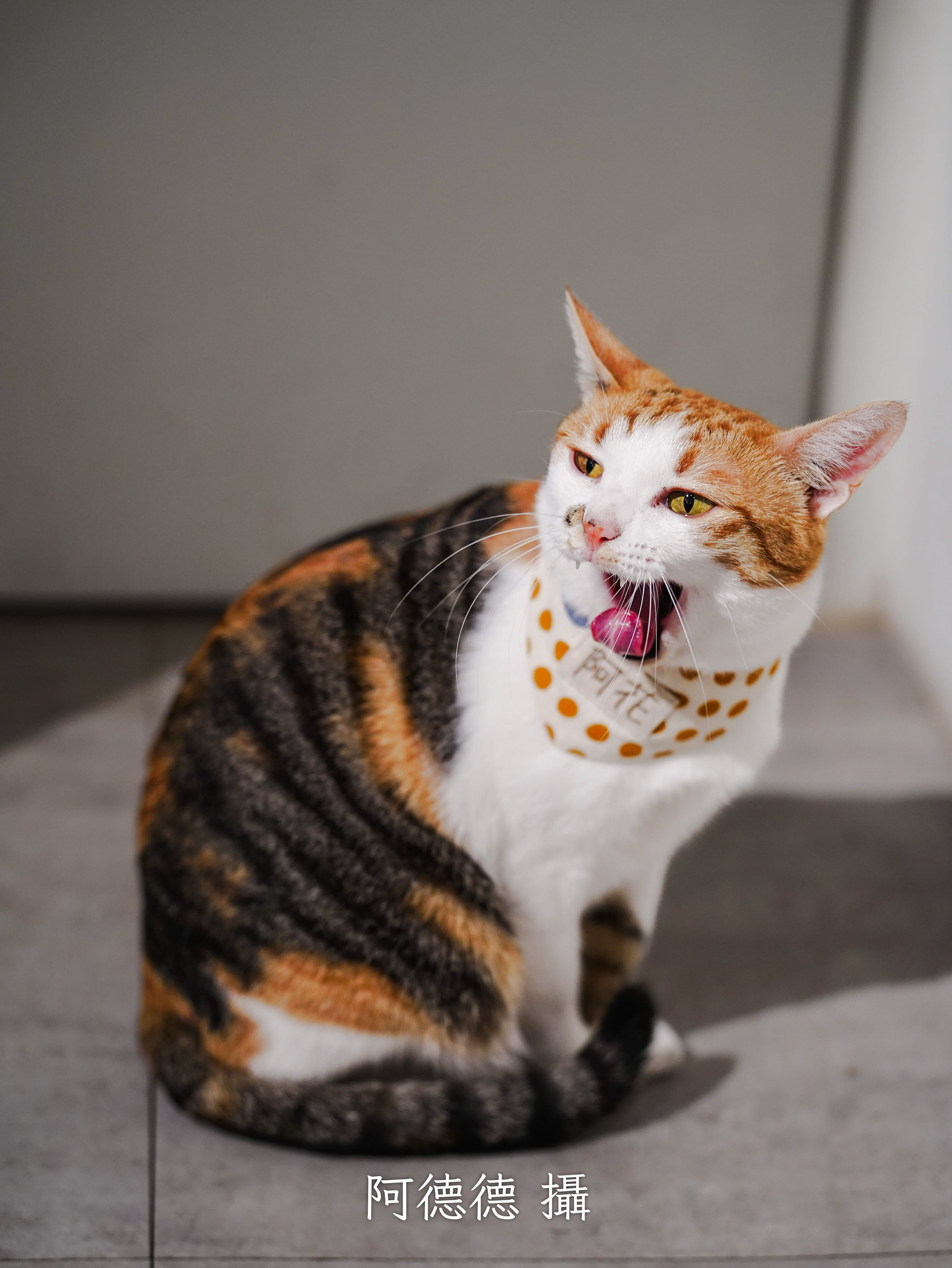 動物分類封面