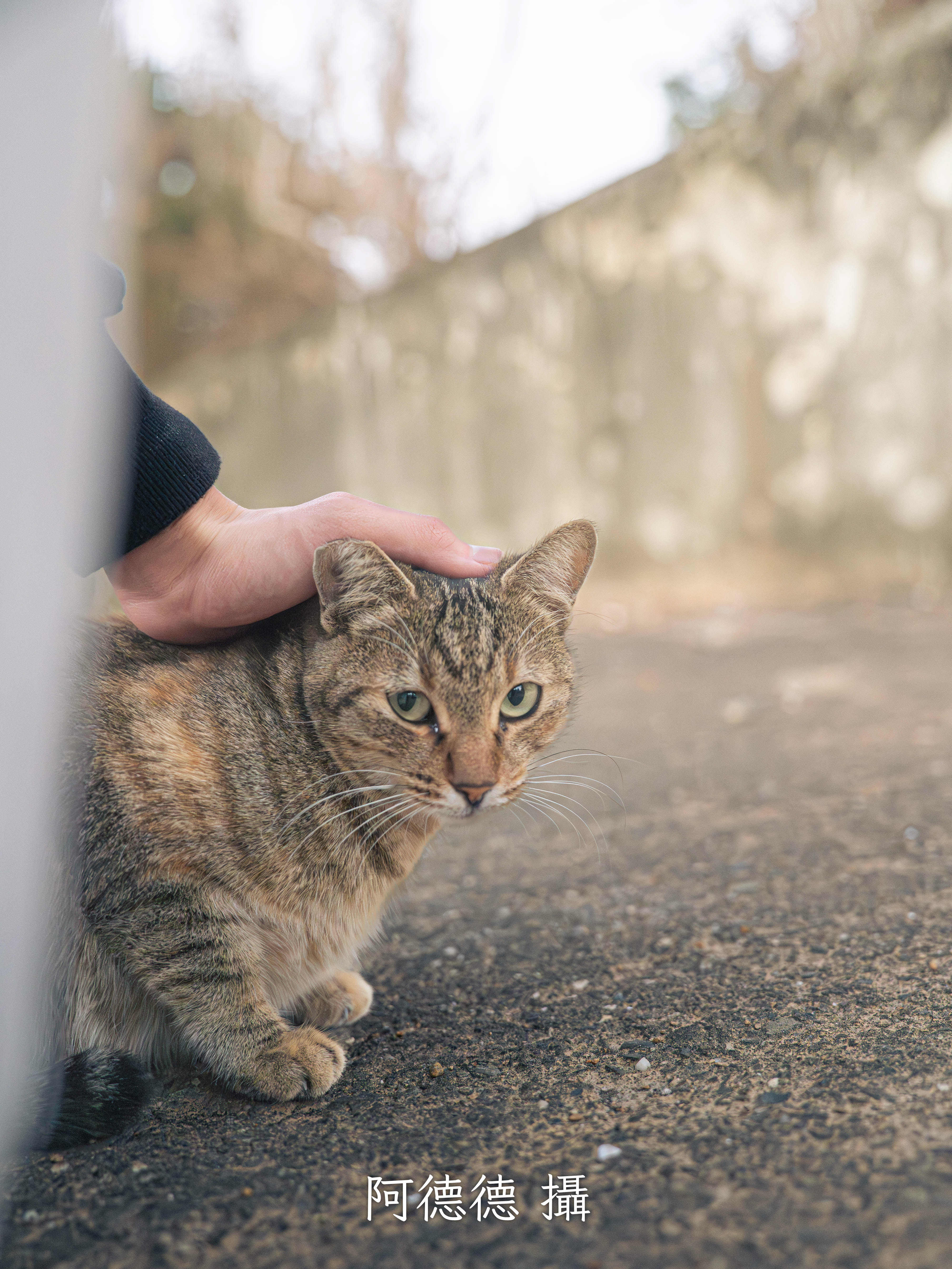 動物作品 4