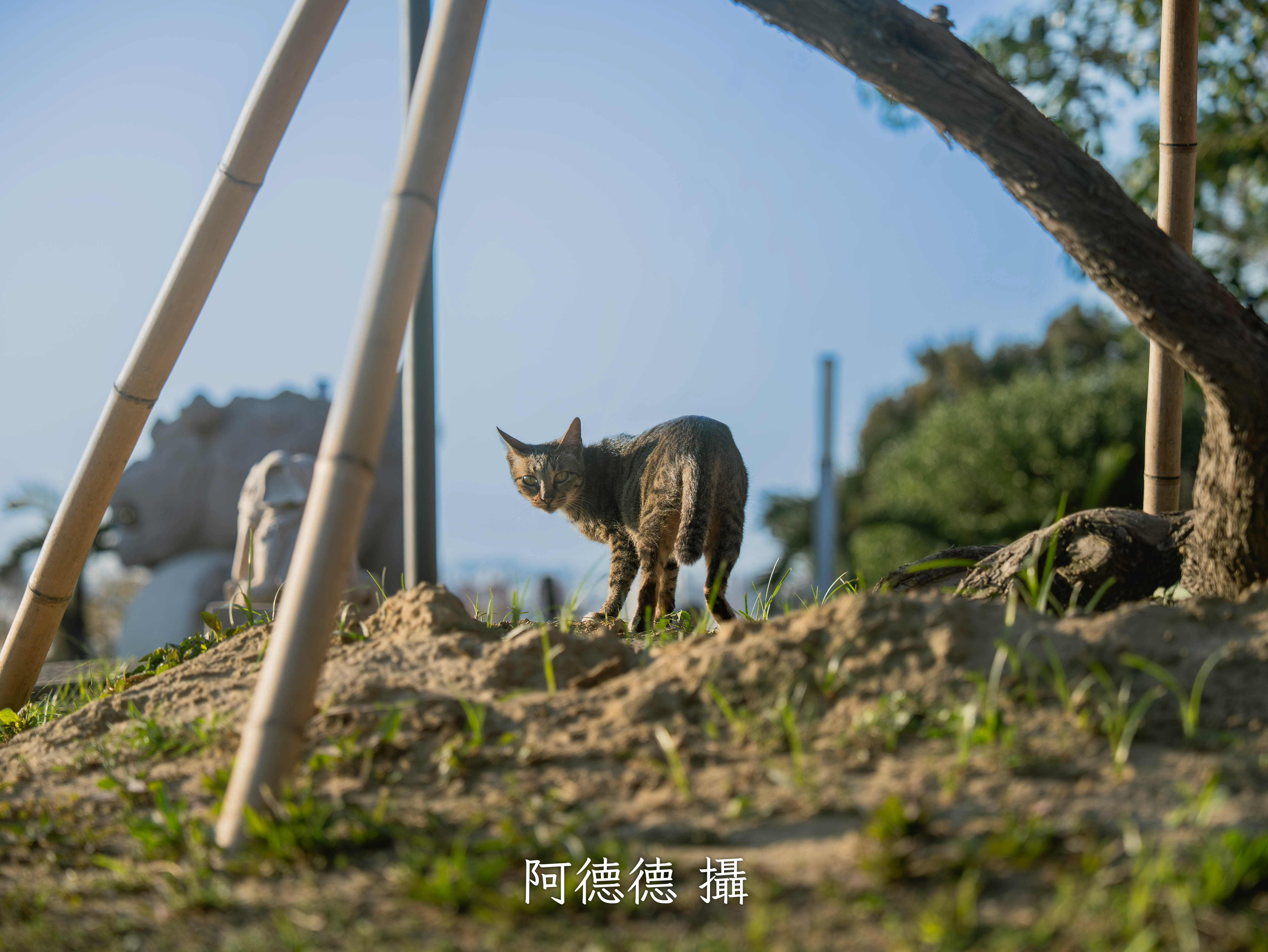 動物作品 6