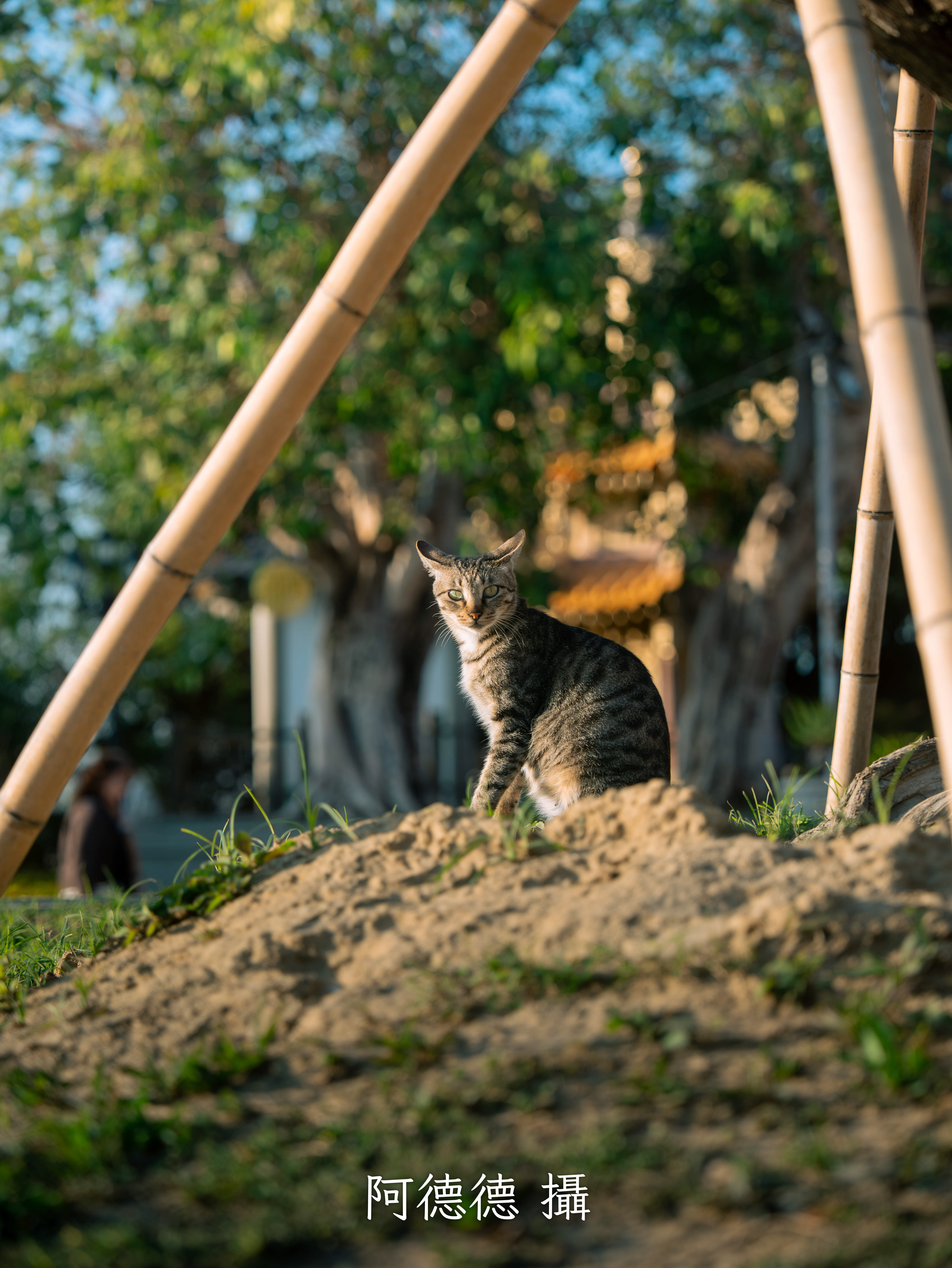 動物作品 7