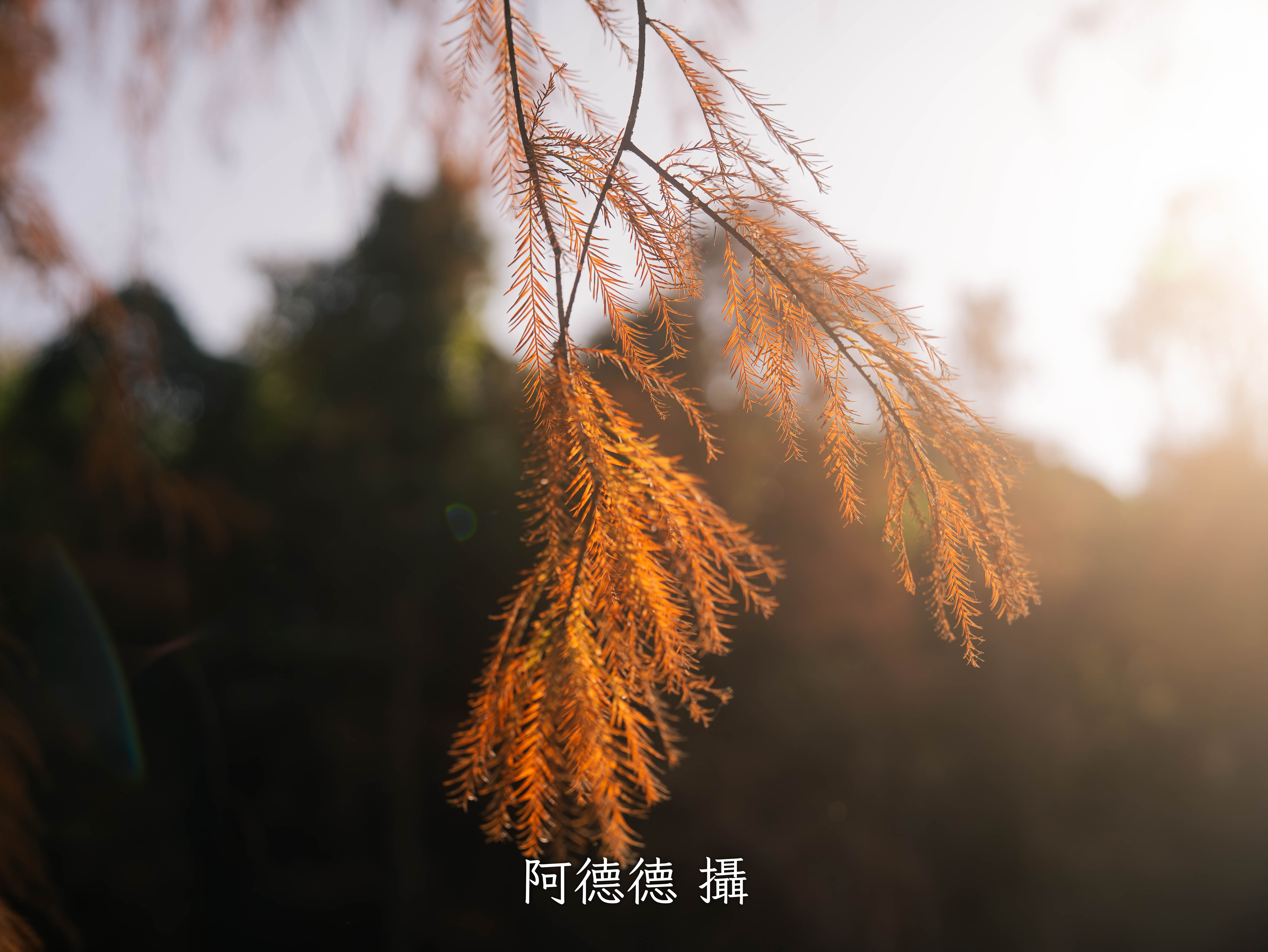 風景作品 3